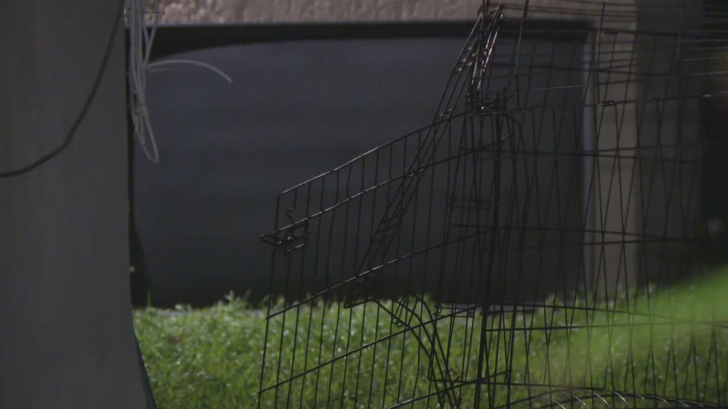 911 call captures frantic report of dog chasing, biting children in Miami — CBS Miami, Safety Harbor Health news