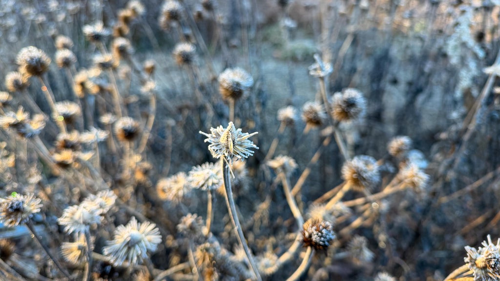 Breezy winds bring cool air to Minnesota, with first frost possible in the metro Friday night — WCCO / CBS Minnesota, Safety Harbor Sports news