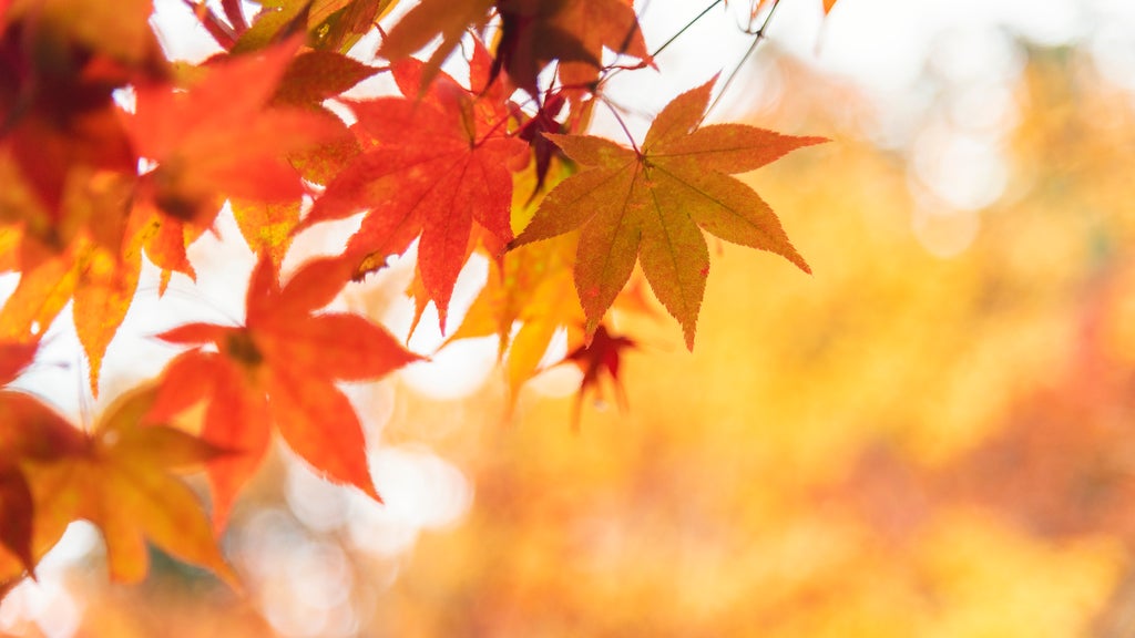 More sunny, mild late October weather in Minnesota Tuesday — WCCO / CBS Minnesota, Safety Harbor Business news