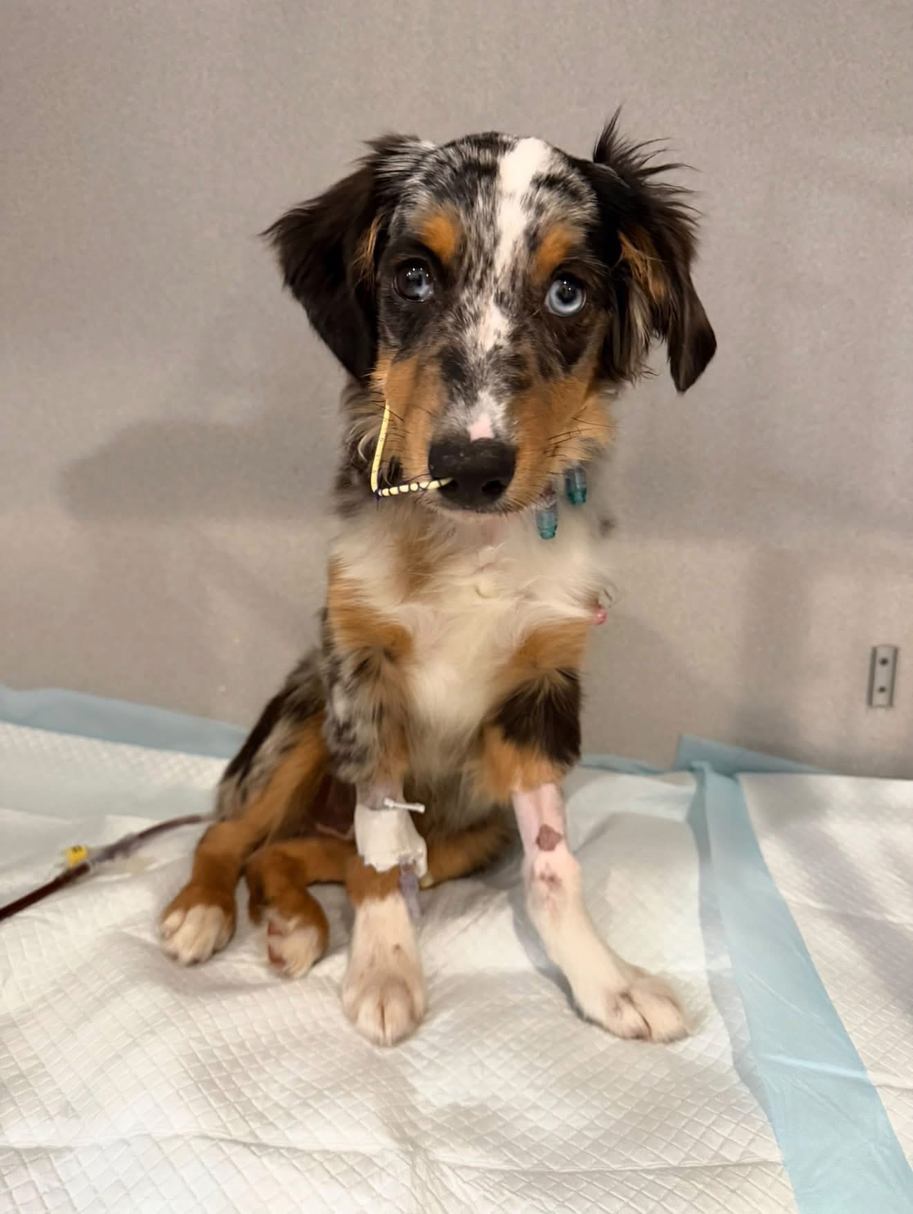 Puppy's Parvo fight highlights red flags for pet buyers — WFTS ABC Action News Tampa, Safety Harbor Health news