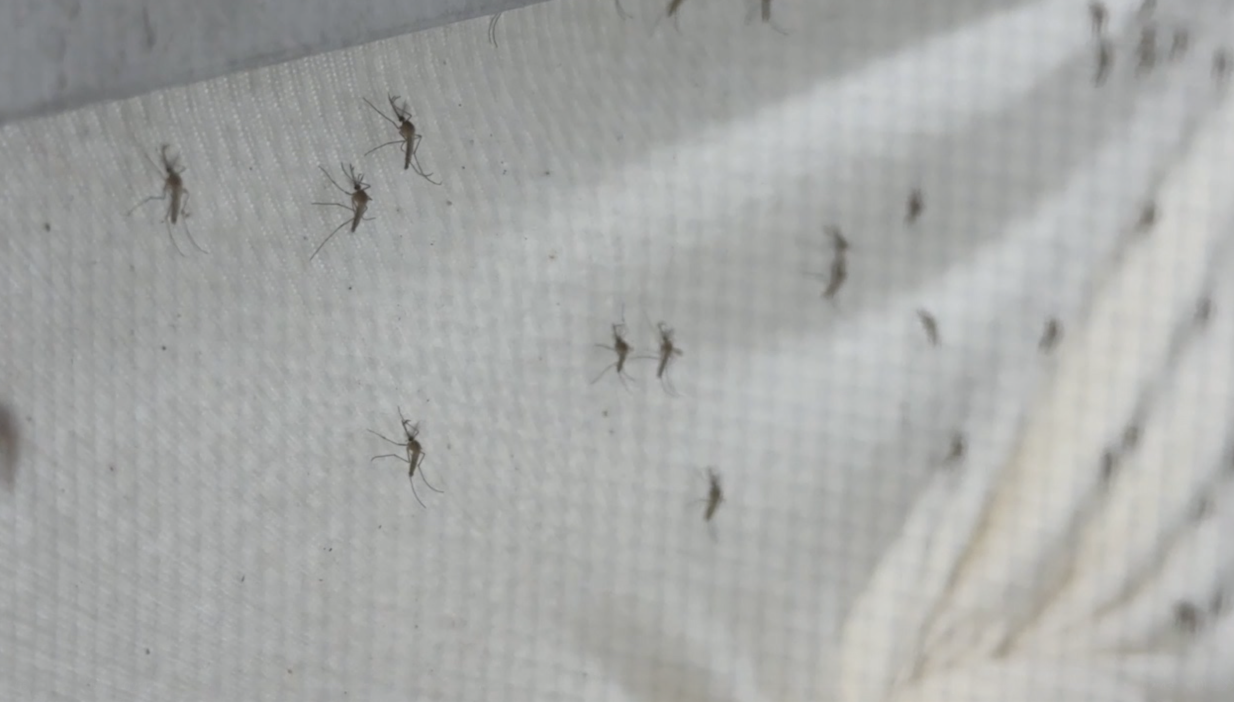 Pasco County mosquito control ramps up efforts as dengue cases rise and industry mourns a pilot — WFTS ABC Action News Tampa, Safety Harbor Real Estate news