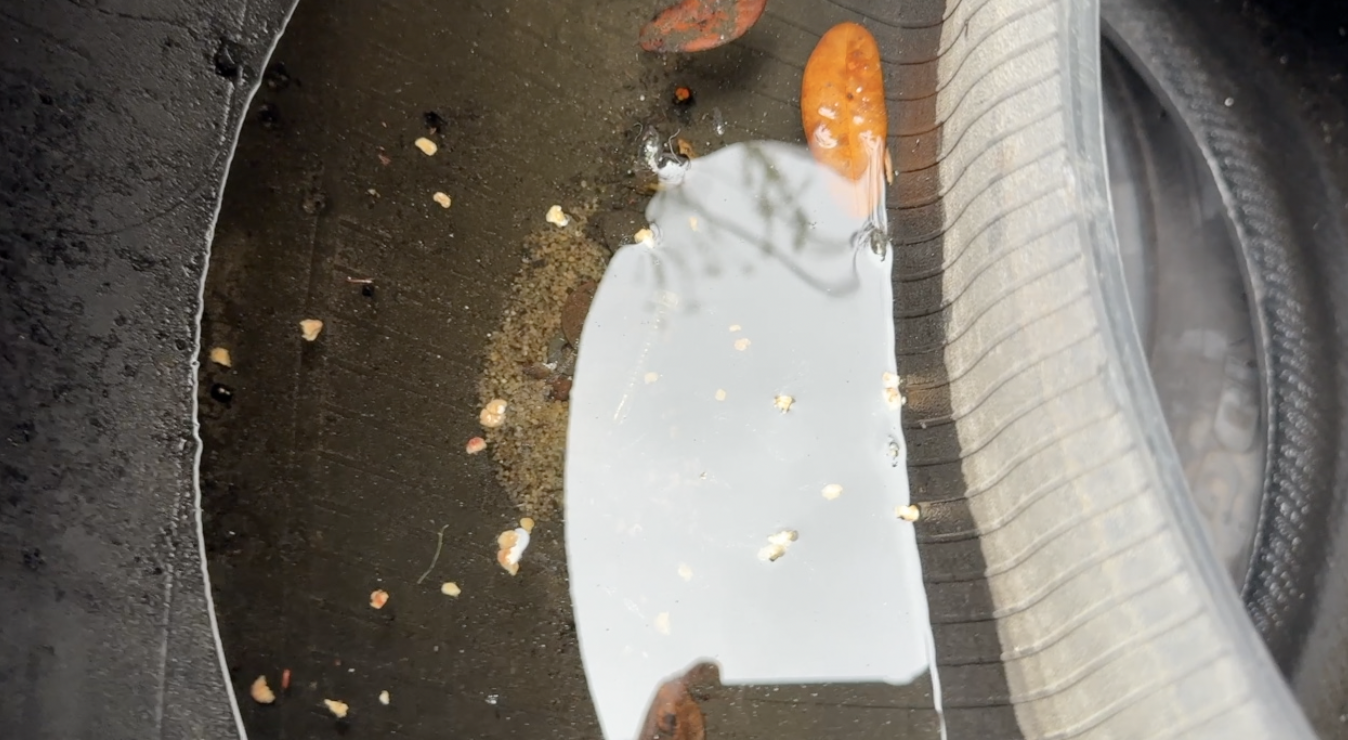 Dengue response: What Tampa Bay 28 found at a West Tampa tire shop — WFTS ABC Action News Tampa, Safety Harbor Real Estate news