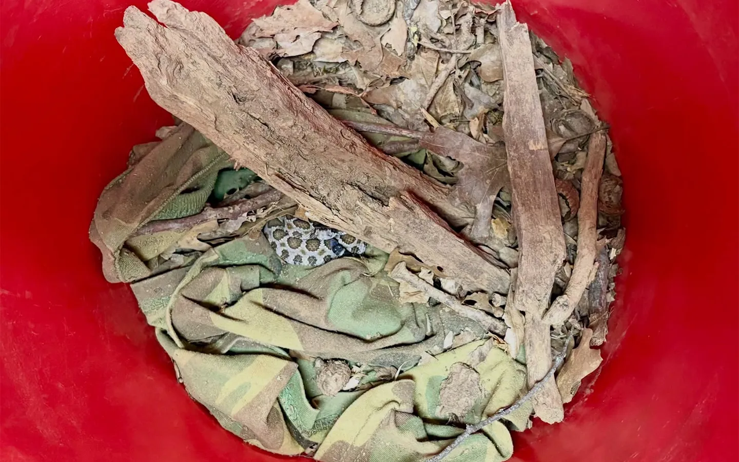 Saturday Links: Marin Humane Finds Surprise Rattlesnake in Donated Bucket — SFist