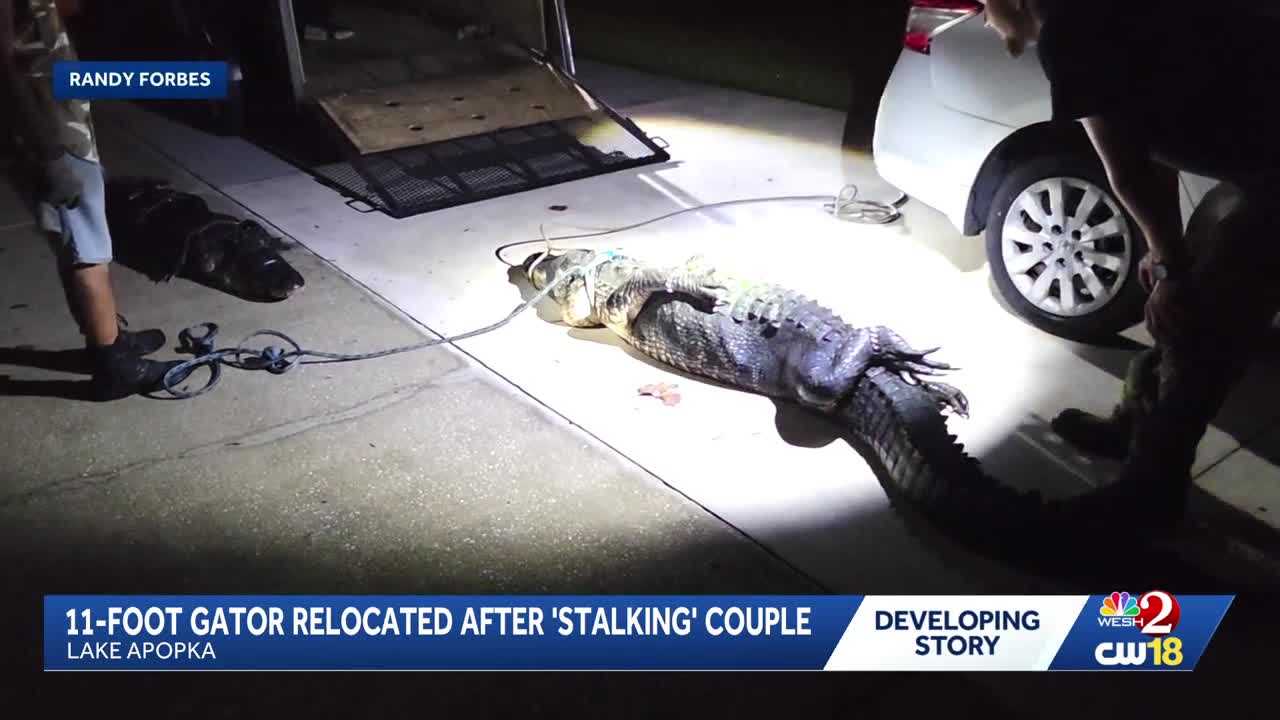 11-foot gator removed from Lake Apopka property after 'stalking' couple — WESH 2 Orlando, Safety Harbor Real Estate news