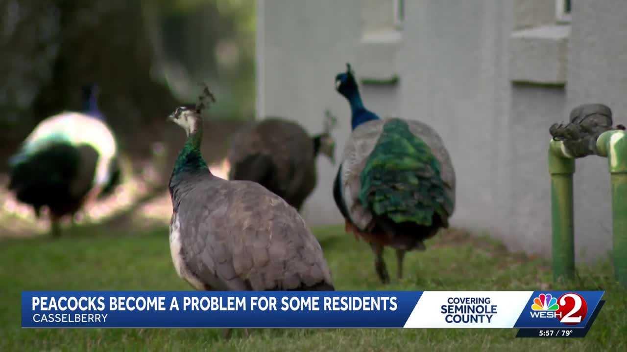 Peacocks vs. property owners: Casselberry rethinks peacock protections amid property damage complaints — WESH 2 Orlando, Safety Harbor Real Estate news
