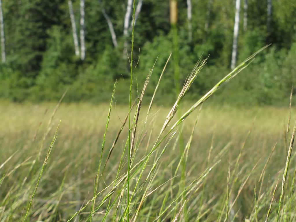 Minnesota DNR seeks public input on landscape-level plans for WMAs, AMAs — KFGO, Safety Harbor Community news