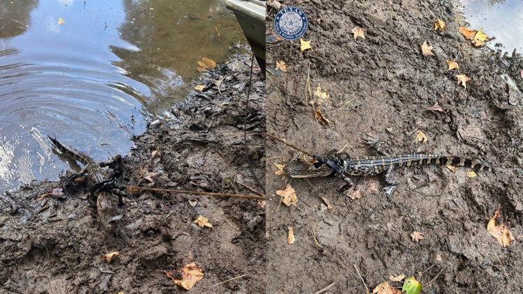 Alligator found tied to boat in East Texas pond; man cited for illegal possession, wardens say — KHOU 11 (Houston), Safety Harbor Sports news