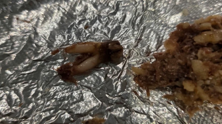 Texas customer sues after she found cow tooth in taco at fast-casual chain — WTSP Food Tampa Bay, Safety Harbor Dining news