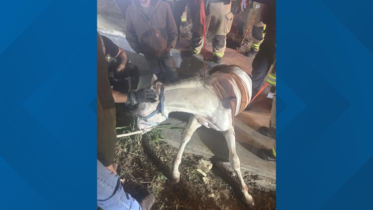 Plano firefighters rescue horse trapped in drainage ditch after escaping near Highway 121 — WFAA (Dallas-Fort Worth), Safety Harbor Community news