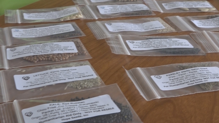Bradenton nonprofit sends seeds to aid Jamaican families' recovery from Hurricane Melissa — Safety Harbor Community news