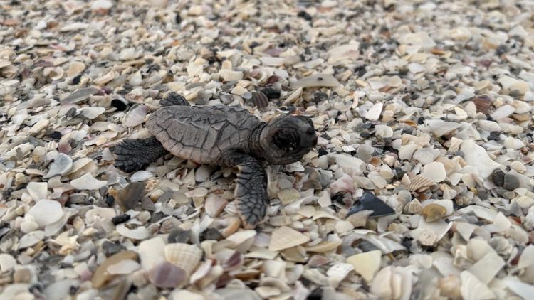 Only 2 turtle nests left on Anna Maria Island beaches amid flooding from Hurricane Isaias — WTSP 10 Tampa Bay, Safety Harbor Community news