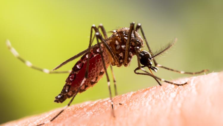 Hillsborough County extends state of emergency due to rise in dengue cases — WTSP 10 Tampa Bay