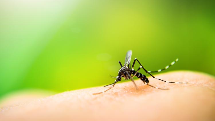 Hillsborough, Pinellas extend states of emergency due to rise in dengue cases — WTSP 10 Tampa Bay