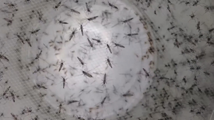 Tampa crews go door-to-door to limit spread of dengue — WTSP 10 Tampa Bay