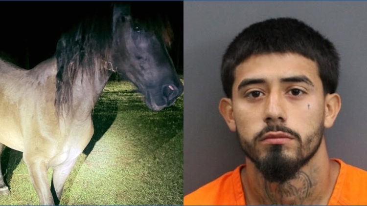 Lakeland man who shot, killed horse in 2024 gets 1 year in state prison — Safety Harbor Community news