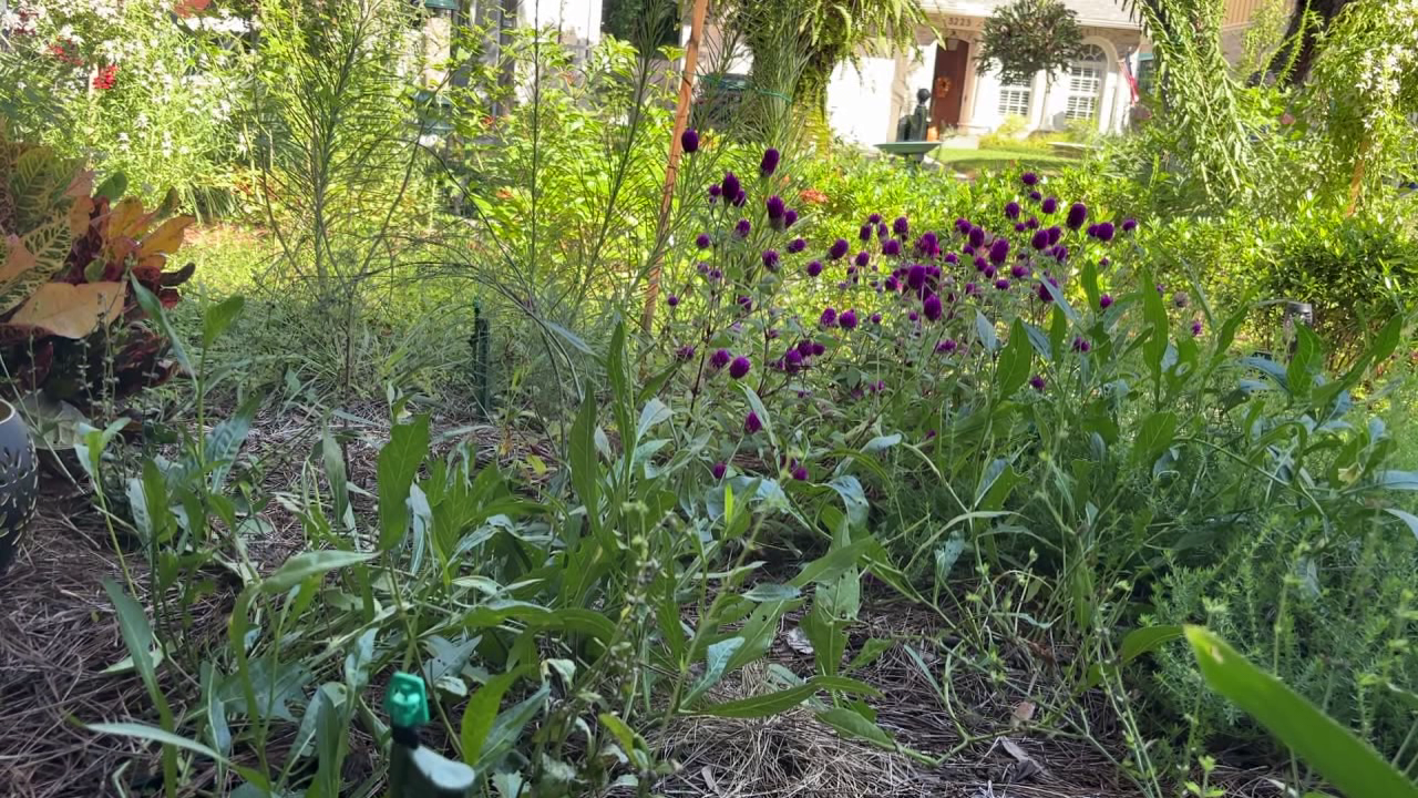 Tampa offers homeowners up to $3,000 in rebates to replace grass with native plants: Here's how to cash in — FOX 13 Tampa Bay News, Safety Harbor Community news