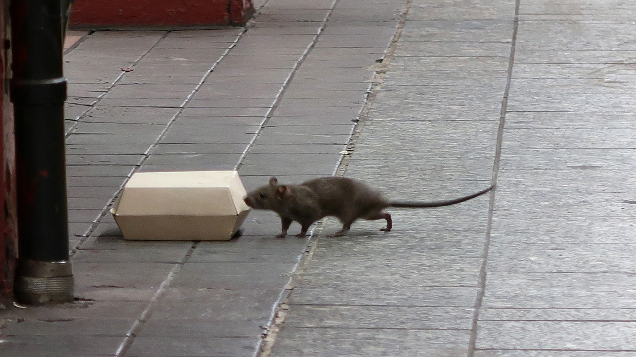 Rats and mice are the worst in these U.S. cities, new ranking finds — FOX 13 Tampa Bay News