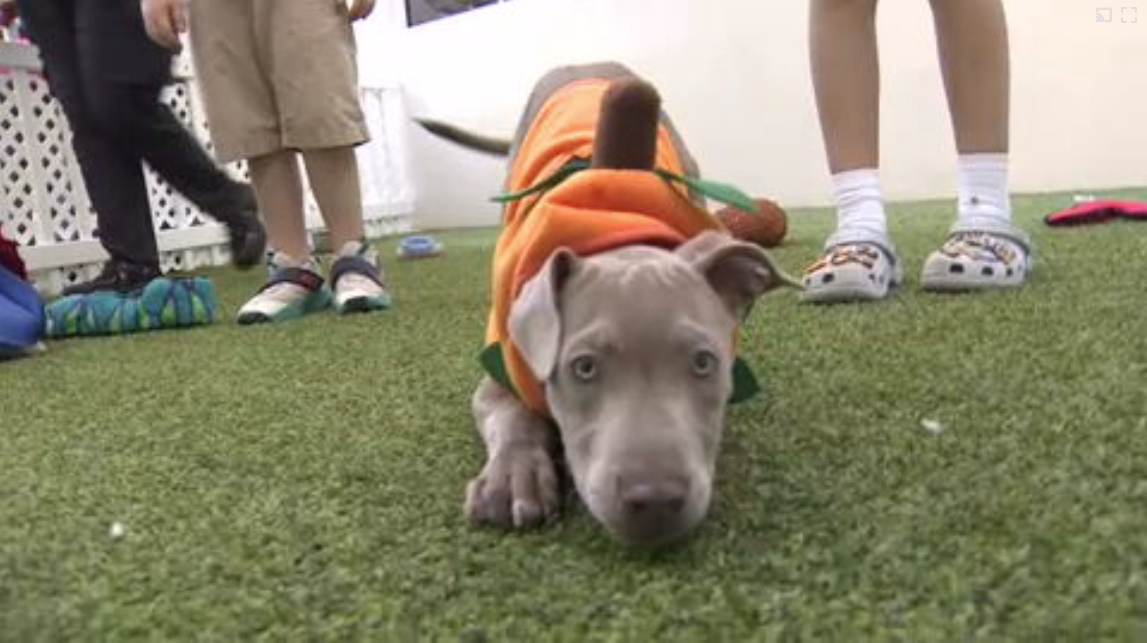 Count Barkula Halloween Festival connects families to shelter dogs in Dania Beach — WSVN 7 Broward, Safety Harbor Arts news